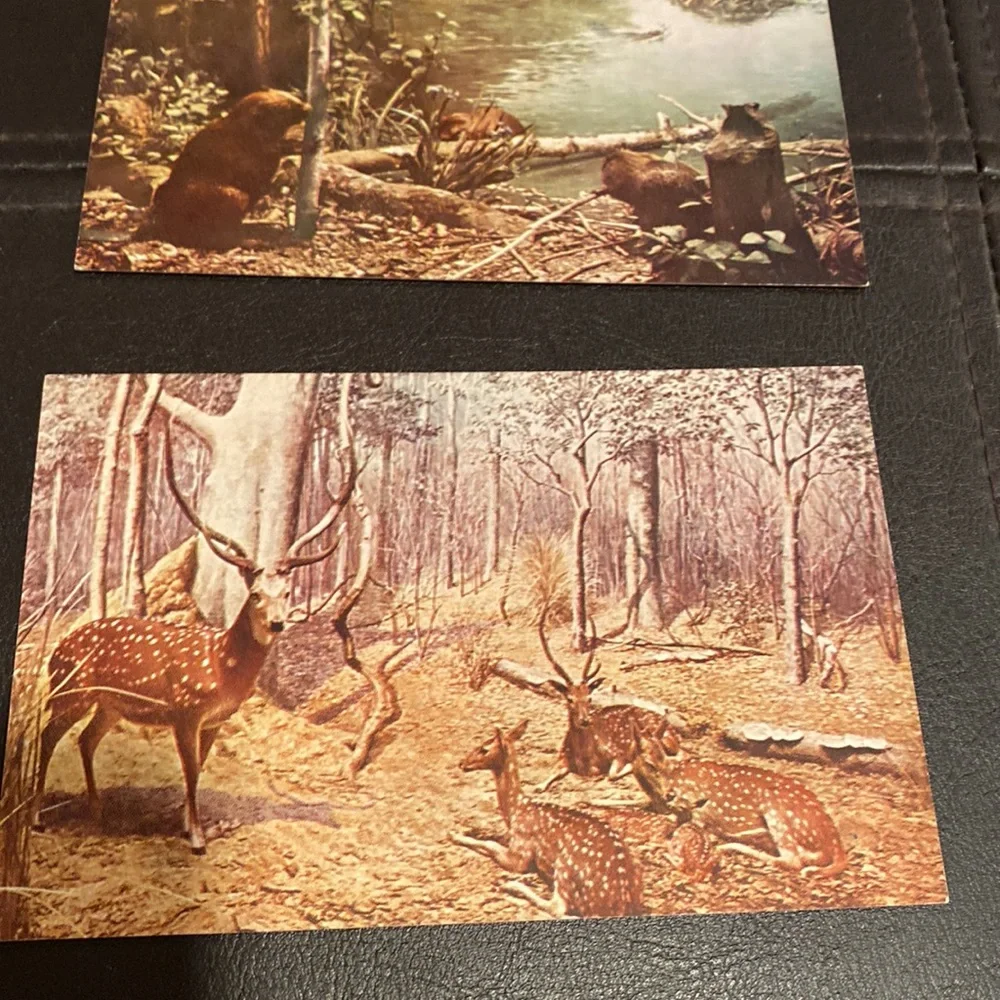 9 Vintage postcards of Chicago. 6 are of the natural history museum circa 1940